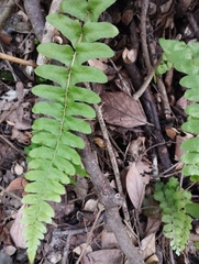 Blechnum hastatum
