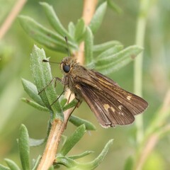 Panoquina errans