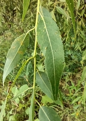 Salix amygdaloides