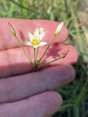 Nothoscordum bivalve