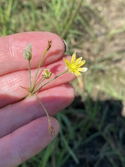Nothoscordum bivalve