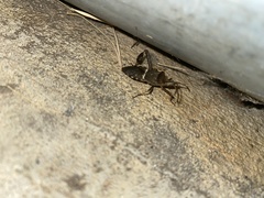 Leptoglossus clypealis