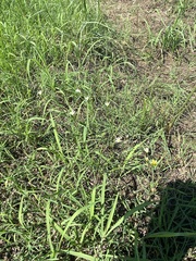 Nothoscordum bivalve