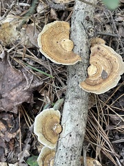 Trametes betulina