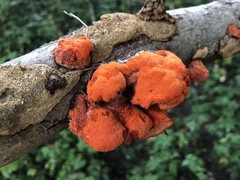 Trametes cinnabarina