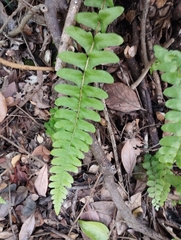 Blechnum hastatum