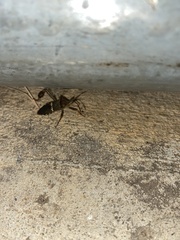 Leptoglossus clypealis