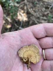 Trametes betulina