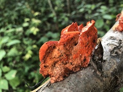 Trametes cinnabarina