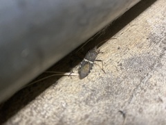 Leptoglossus clypealis