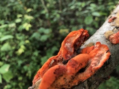 Trametes cinnabarina