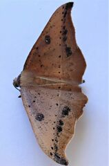 Sarisa muriferata