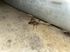 Leptoglossus clypealis