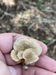 Trametes betulina