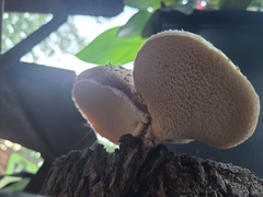 Polyporus