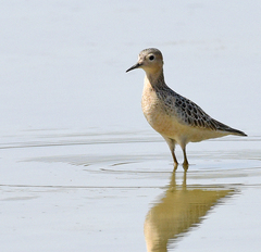 Calidris subruficollis