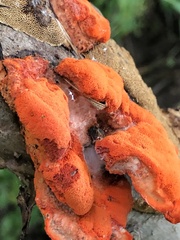 Trametes cinnabarina