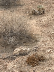 Arctomecon californica