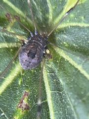 Hadrobunus maculosus