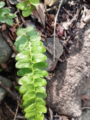 Blechnum hastatum