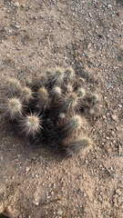 Echinocereus engelmannii engelmannii