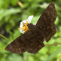 Nisoniades