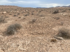 Arctomecon californica