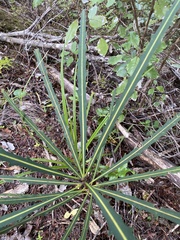 Pseudopanax crassifolius