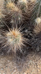 Echinocereus engelmannii engelmannii