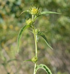 Helianthus maximiliani