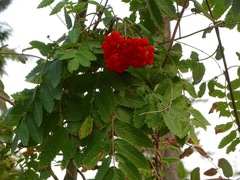 Sorbus sitchensis
