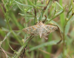 Epipagis fenestralis
