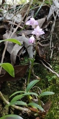 Dendrobium kingianum