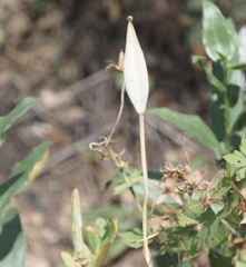Calochortus gunnisonii