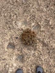 Arctomecon californica