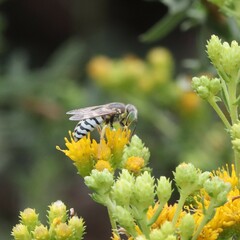 Bembix americana comata