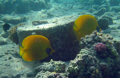 Chaetodon semilarvatus