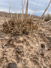 Arctomecon californica