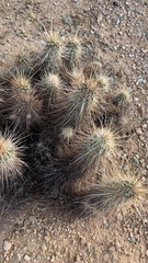 Echinocereus engelmannii engelmannii