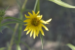 Helianthus maximiliani