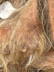 Arctomecon californica