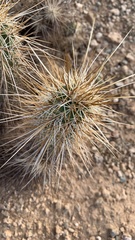 Echinocereus engelmannii engelmannii