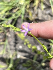 Triodanis