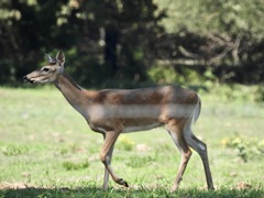 Odocoileus virginianus