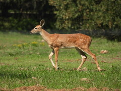 Odocoileus virginianus