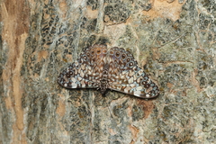 Hamadryas fornax