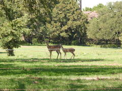 Odocoileus virginianus