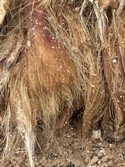 Arctomecon californica