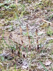 Equisetum arvense