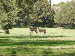 Odocoileus virginianus